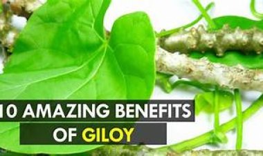 10 Amazing Benefits of Giloy: The Ayurvedic Root of Immortality