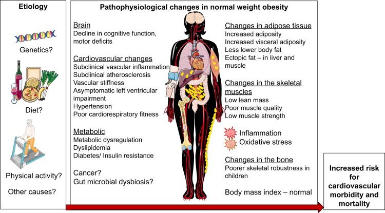 What is obesity?