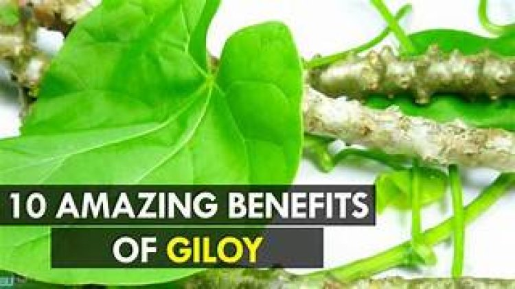 10 Amazing Benefits of Giloy: The Ayurvedic Root of Immortality