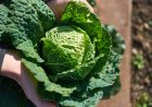 Best 8 Health Benefits of Cabbage