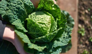 Best 8 Health Benefits of Cabbage