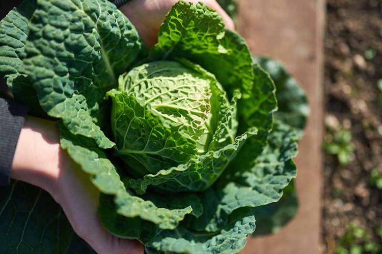 Best 8 Health Benefits of Cabbage